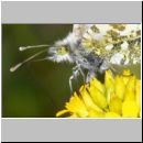 Anthocharis cardamines - Aurorafalter w07c.jpg